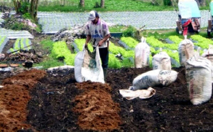Studi menunjukkan bahwa penggunaan pupuk hayati terhadap komoditas seperti padi, jagung, dan sayuran mampu meningkatkan produksi panen 20-30%. (Foto: Republika/Dok RUZKA INDONESIA)