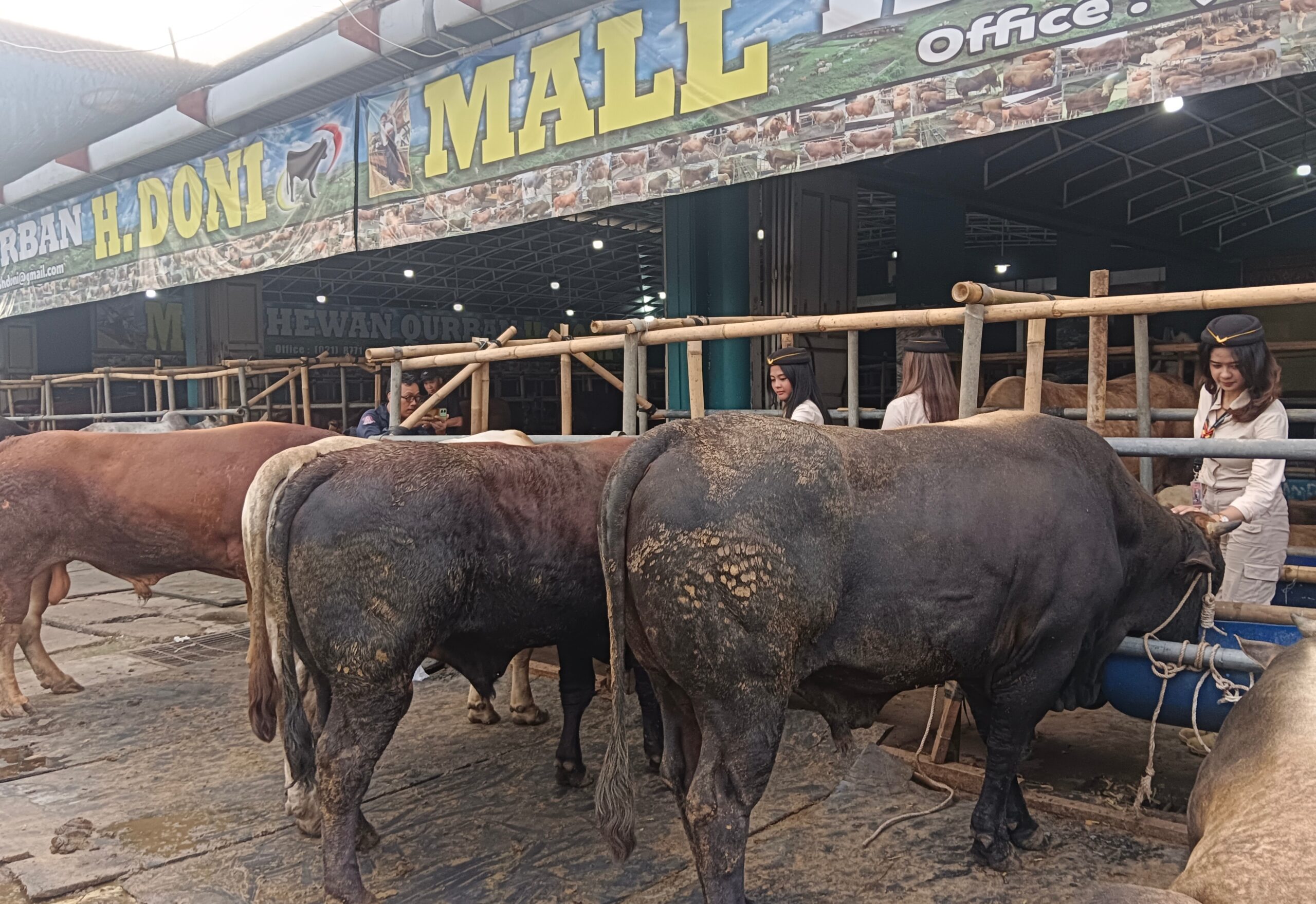 Menengok Etalase Sapi dengan SPG Berseragam Pramugari di Mall Hewan ...