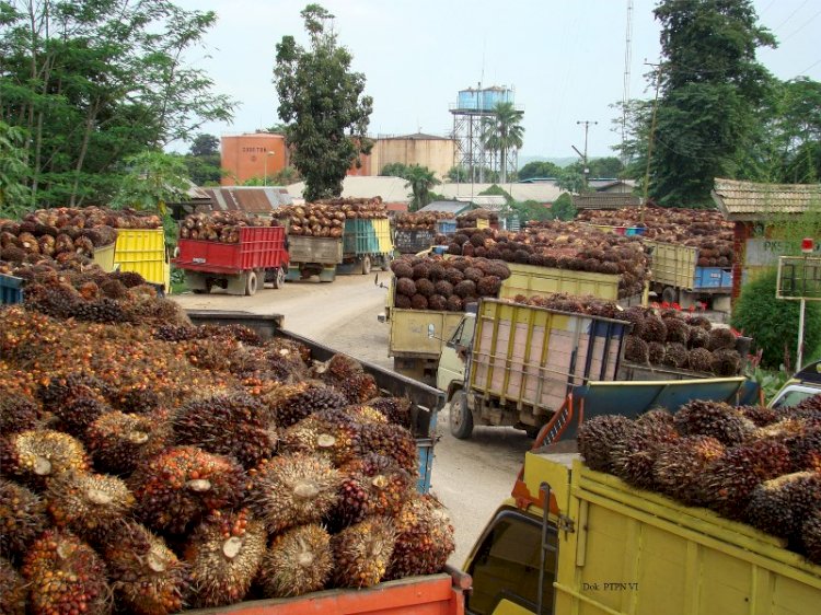 Aktifitas pengiriman sawit ke sebuah pabrik. (Foto: Dok Ist)